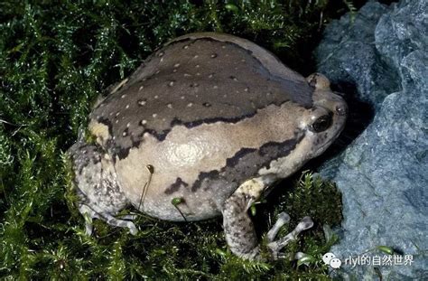 花狹口蛙飼養|花狹口蛙的鑑賞及飼養